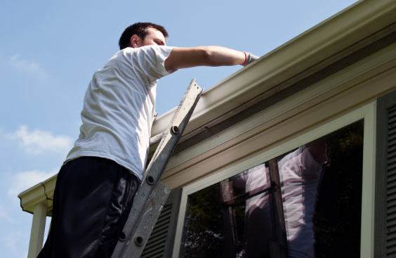 Pests living in Your Gutters 